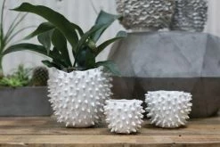 The Nue Look | At Home Medium Cacti Pot Accessories