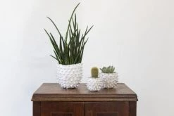The Nue Look | At Home Medium Cacti Pot Accessories