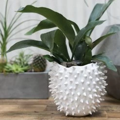 Accent Decor Home Decor Large Cacti Pot