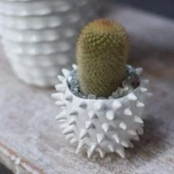 Accent Decor Mini Cacti Pot Home Decor